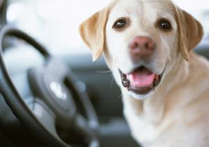 サービスが充実した安い車検です